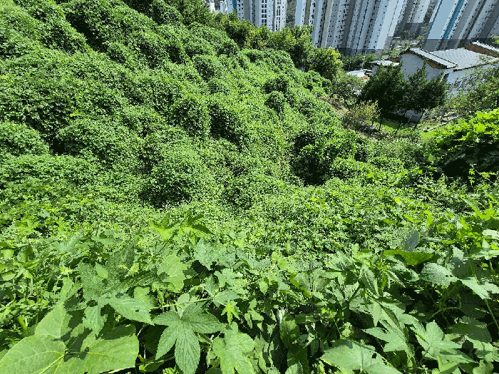 본건 전경