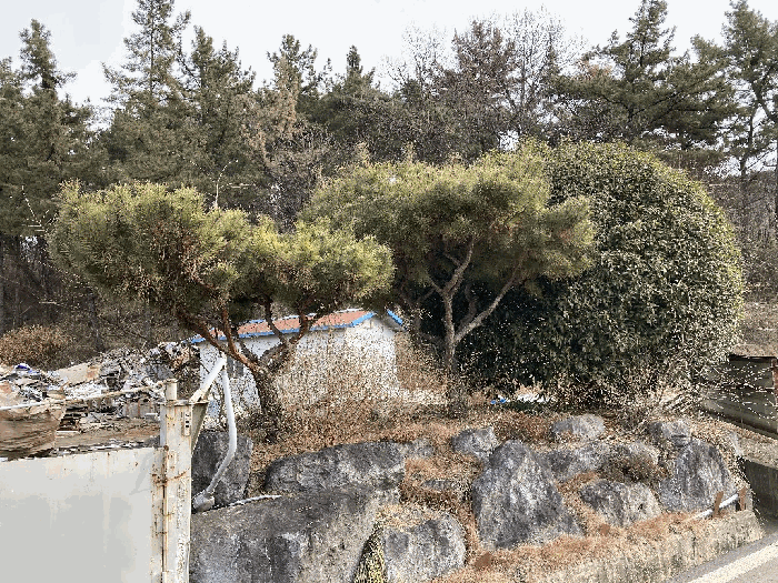 제시외수목(a)
