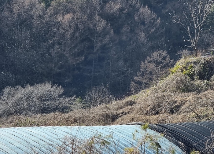 기호(1) 전경