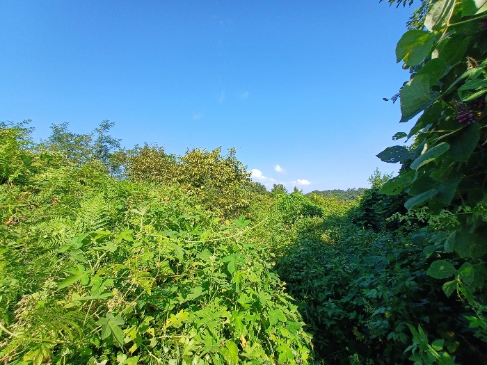 기호(5)