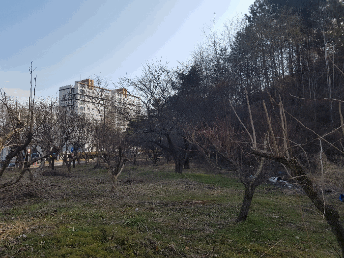 기호(ⓐ) 제시외수목 전경