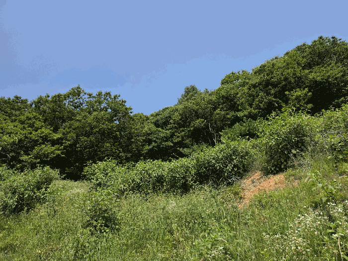 본건 기호(15) 및 지상소재 제시외수목