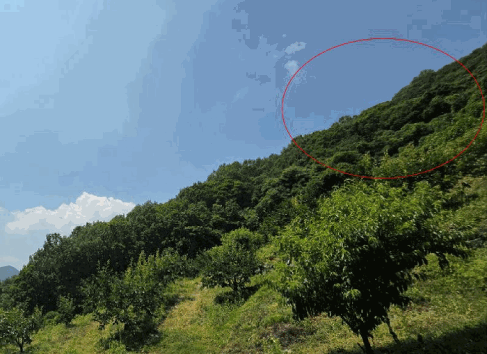 본건 기호(13)