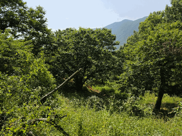 본건 기호(15) 및 지상소재 제시외수목
