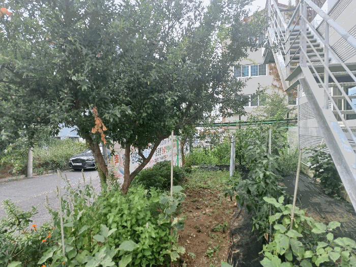 지상 제시외 수목
