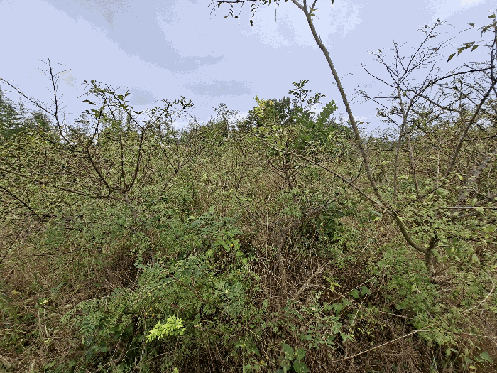 기호(2) 지상 제시외수목 기호(ㄴ)