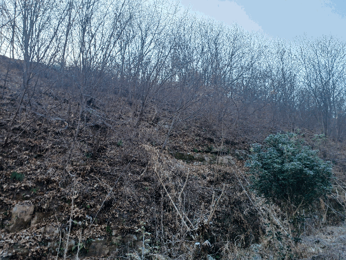 기호 9 및 지상수목