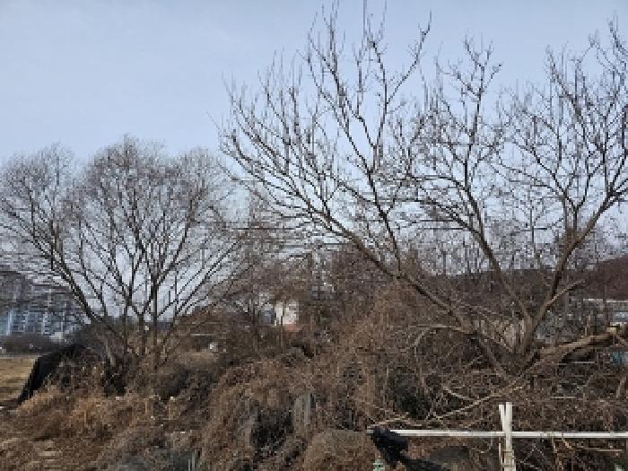 물건번호1 수목