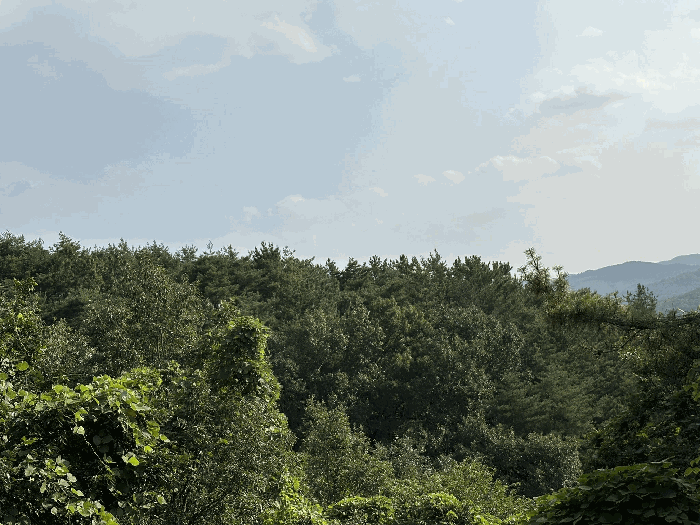 본건 전경