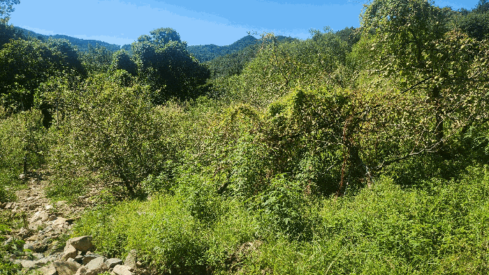 기호(3) 전경, 제시외수목(c)