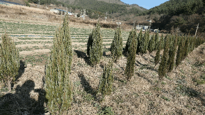 수목