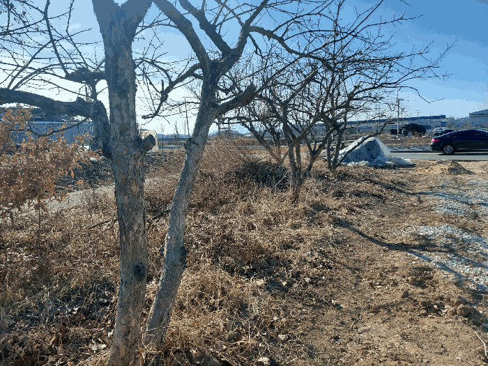 제시외 수목 b) 전경 (기호 2 토지상)