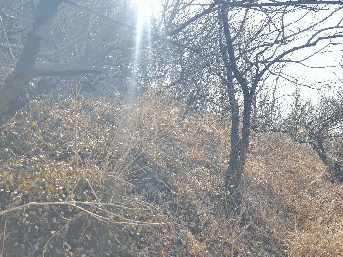 기호(2) 토지 지상 기호(ⓑ) 제시외수목 전경