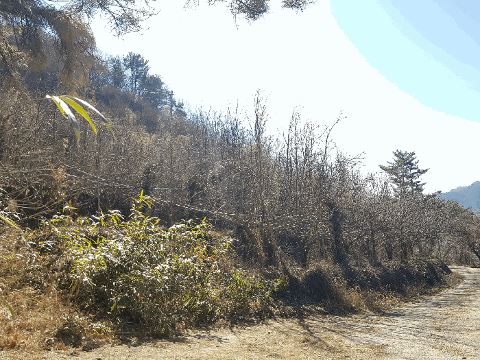 기호(1) 토지 지상 기호(ⓐ) 제시외수목 전경