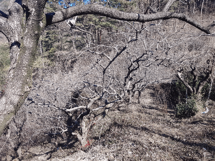 기호(2) 토지 지상 기호(ⓑ) 제시외수목 전경