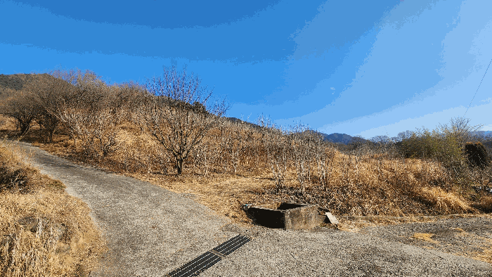 기호(3) 전경, 제시외수목(b)