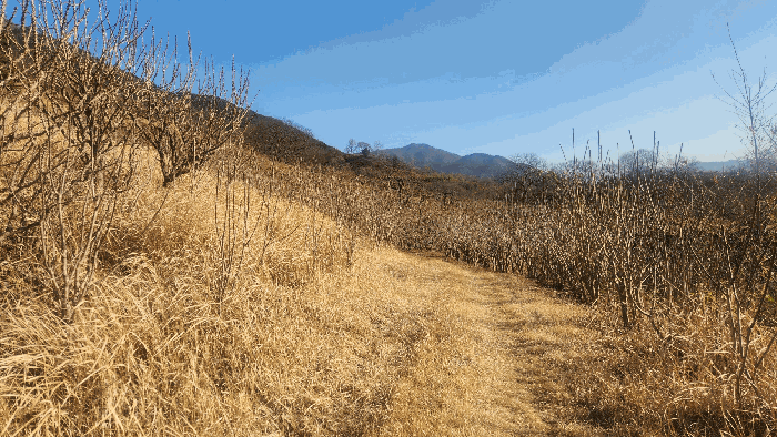 기호(3) 전경, 제시외수목(b)