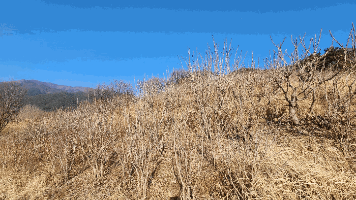 기호(3) 전경, 제시외수목(b)