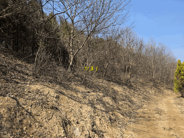 기호1 지상 수목의 상태 등