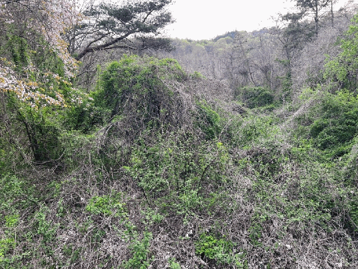 본건 기호 (1~3) 전경