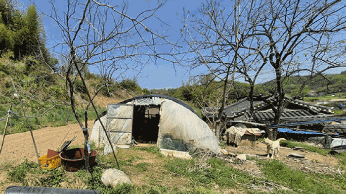 기호(4)지상 소재 제시외수목
