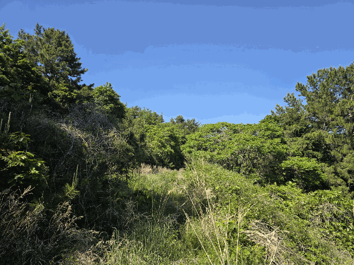 본건 기호(1)