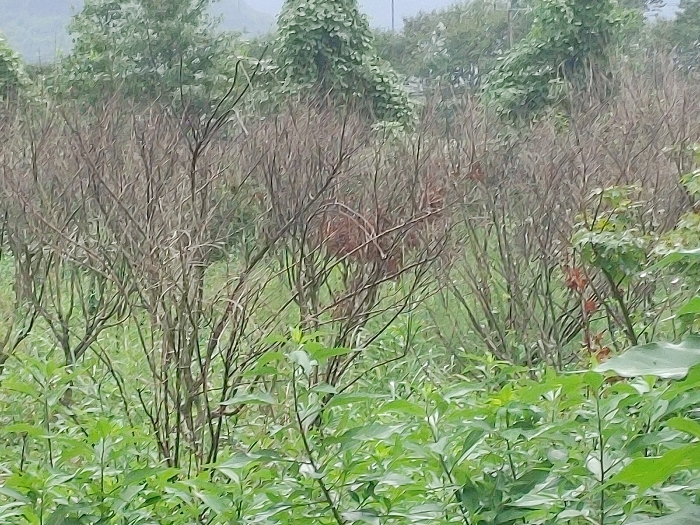 기호 a 제시외수목 전경