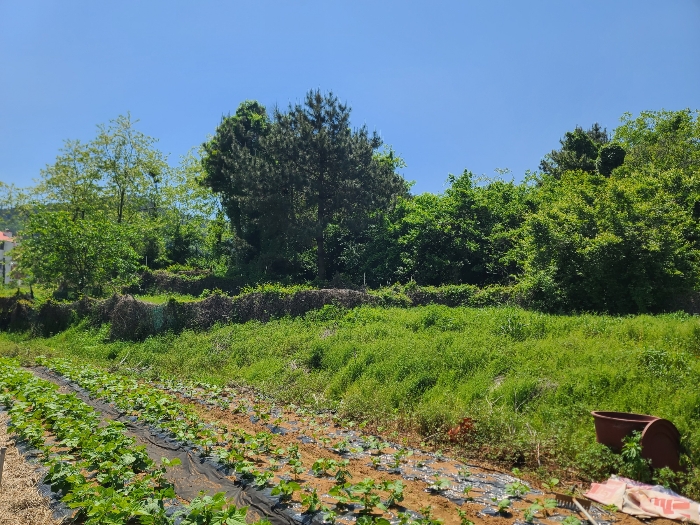 본건전경