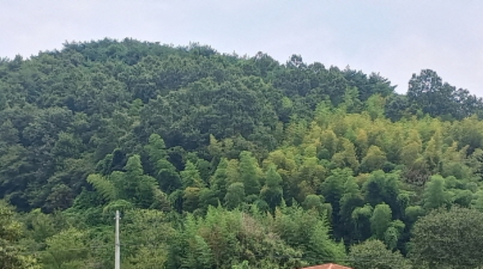 본건 전경