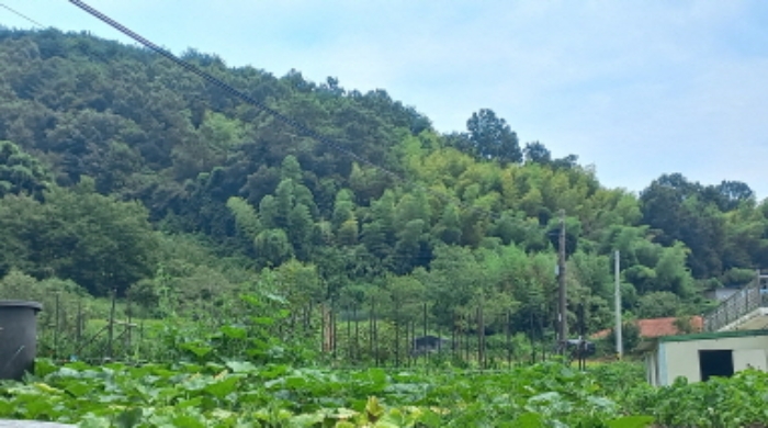 본건 전경