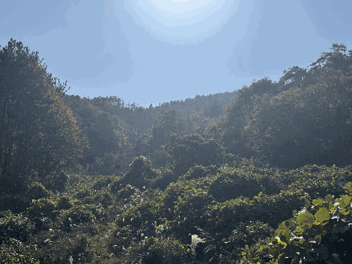 기호(1)-북동측 근거리에서 바라 본 전경
