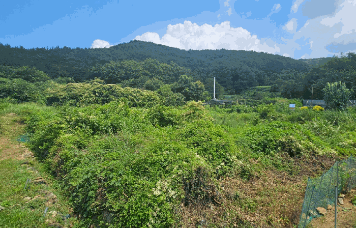 본건