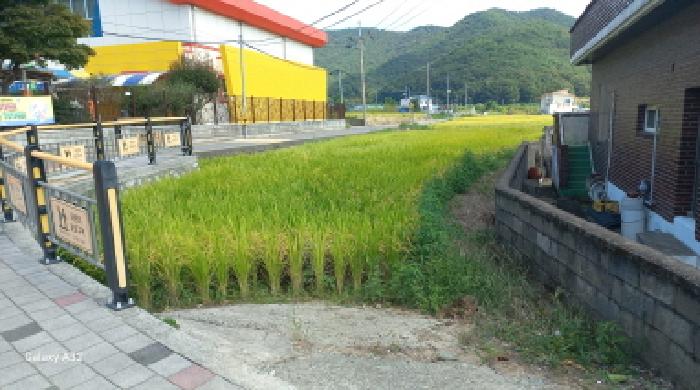 본건