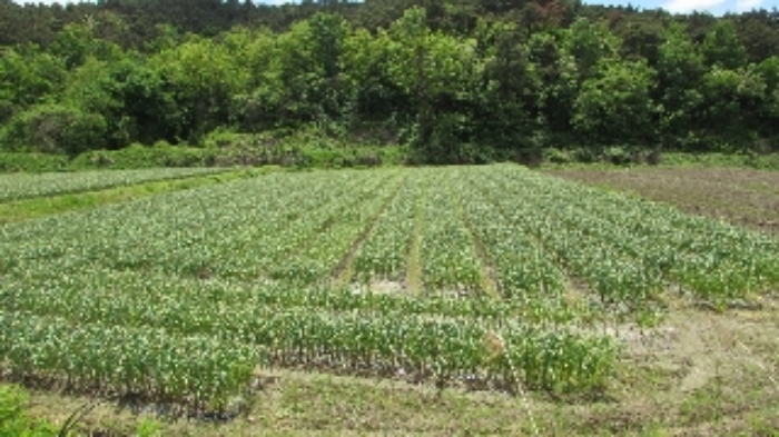 본건 전경