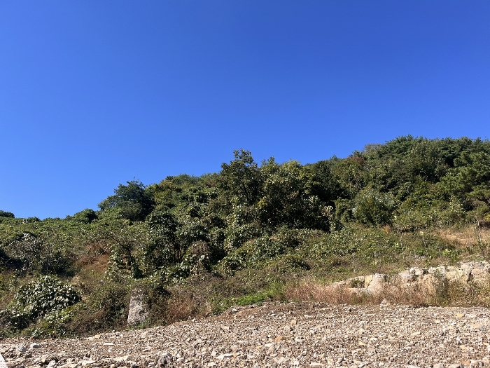 【 본 건 원 경 : 기호 ④ 】