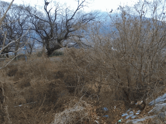 본건 토지 등 전경