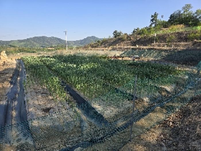 백연리 전 전경