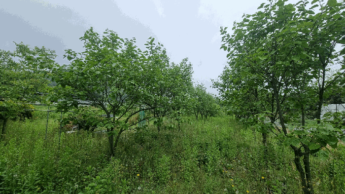 기호(1)지상 소재 제시외수목
