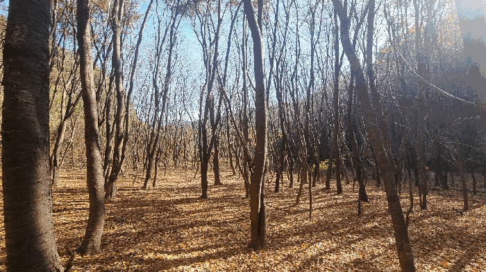 제시외수목-기호(1) 지상 소재