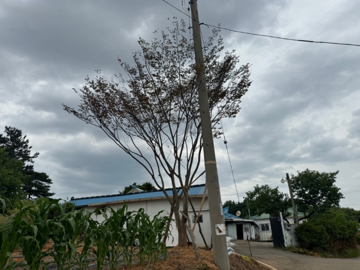 수목