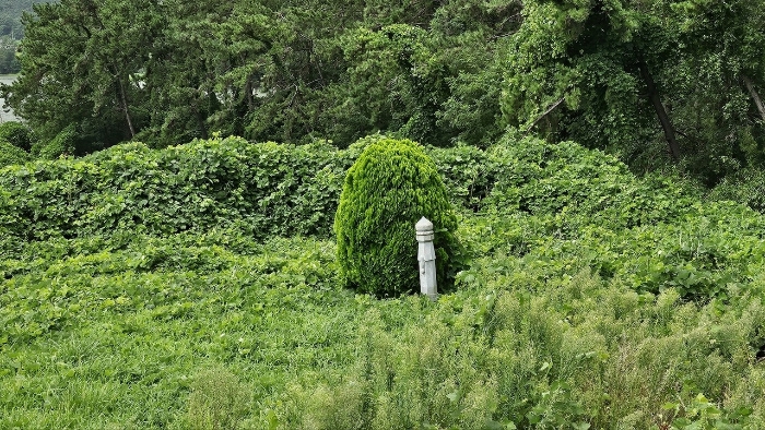 본건 기호(1) 수목 부분