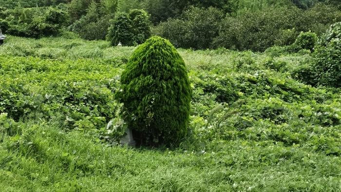 본건 기호(1) 수목 부분