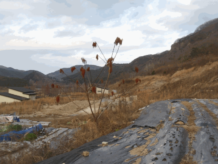 일련번호(2) 지상 수목