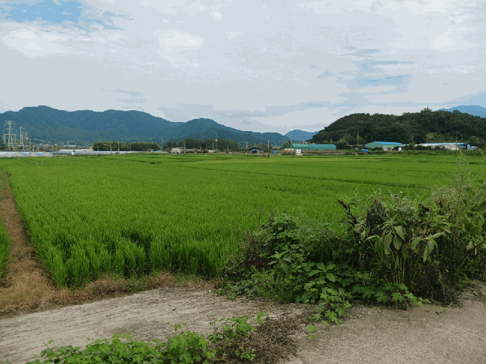 본건