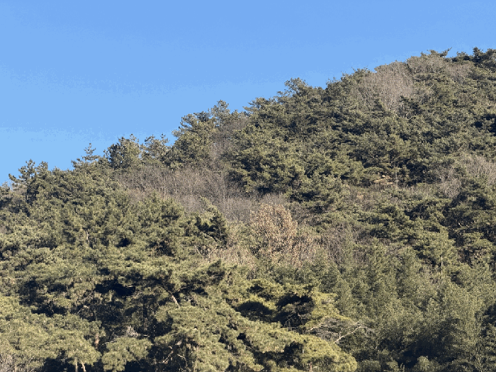본건