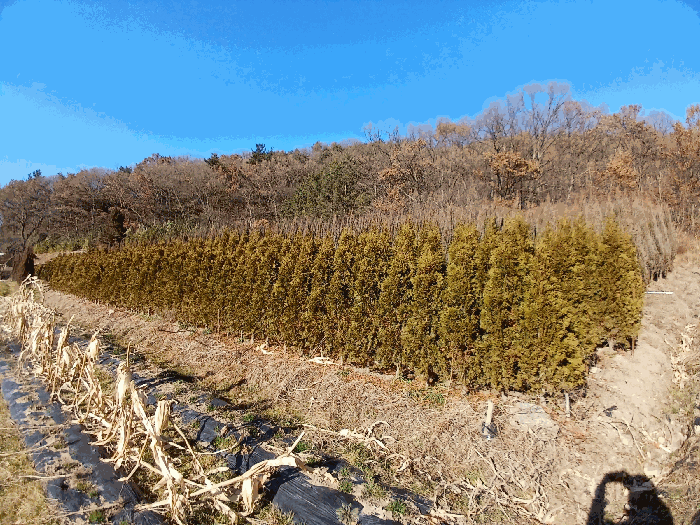 일련번호 4) 지상수목