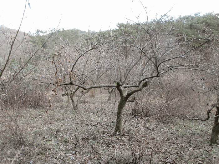 일련번호 1) 지상 수목