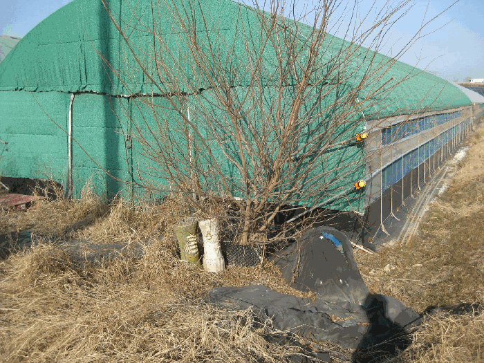 지상 수목 전경