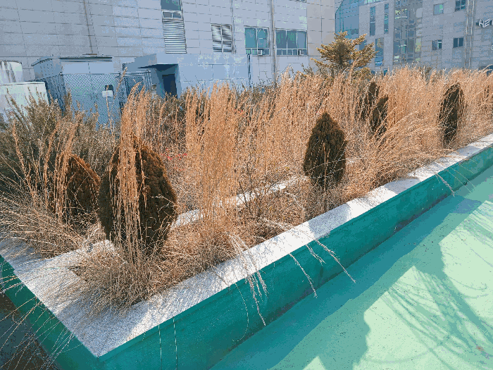 건물(2)옥상 (수목)