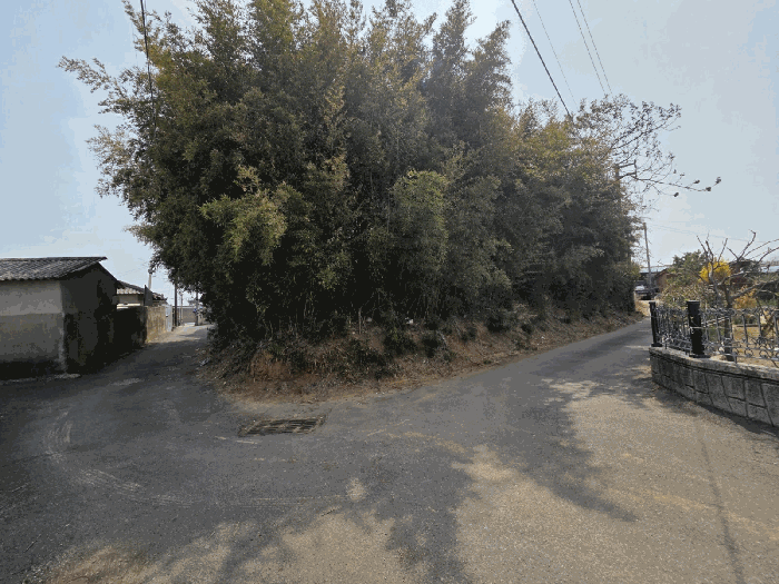 본건 지상 수목